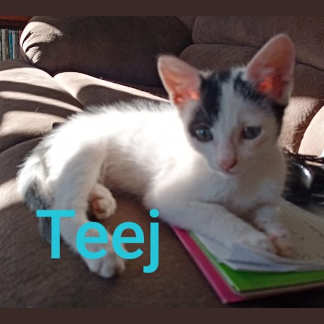 Photo of Teej