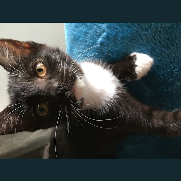 Photo of Olive