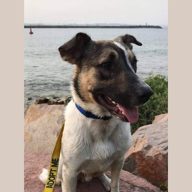 Photo of Bandit 