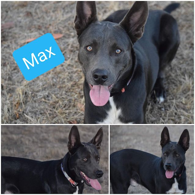 Photo of Max