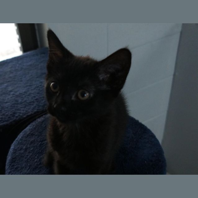 Photo of Josie