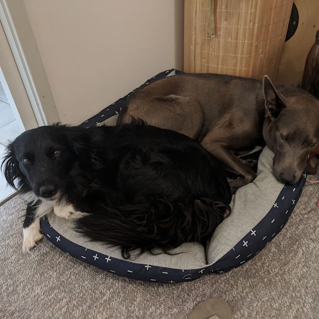 Photo of Amber ~ 6.5yo Border Collie (On Trial 14/2/20)