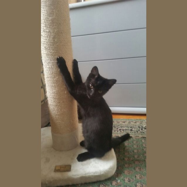 Photo of Ebony