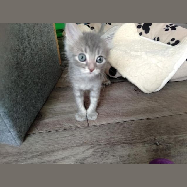 Photo of Flint 