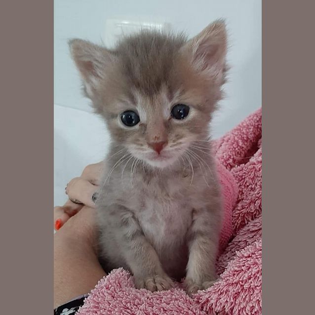 Photo of Sapphire 