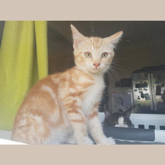 Photo of Fetta 