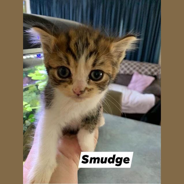 Photo of Smudge
