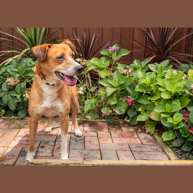 Photo of Maple