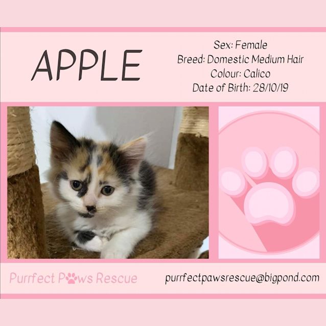 Photo of Apple