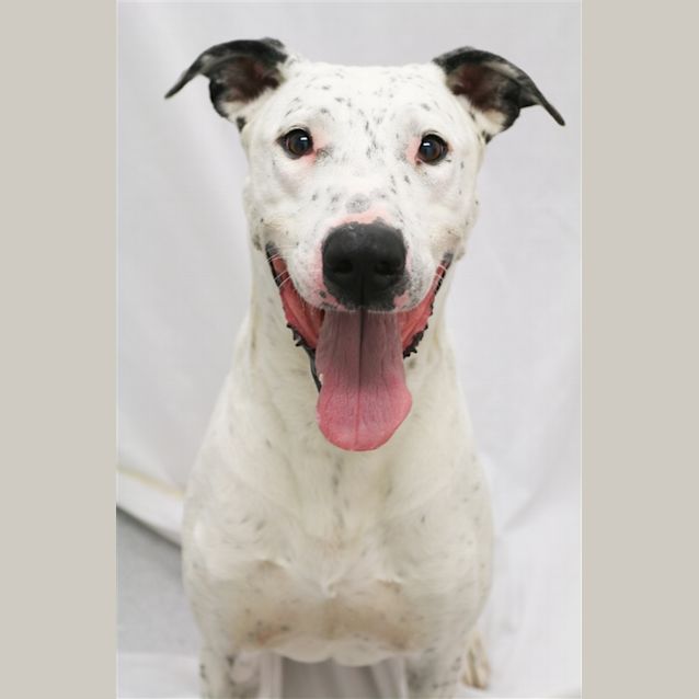 Photo of Diesel