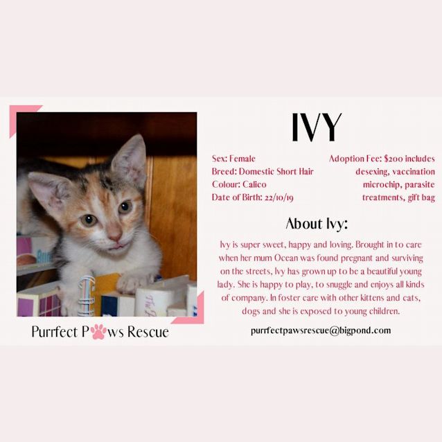 Photo of Ivy