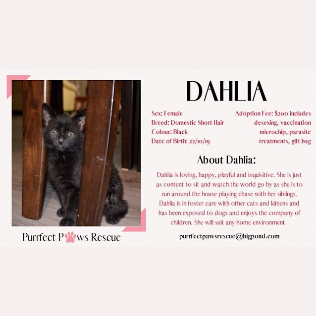 Photo of Dahlia