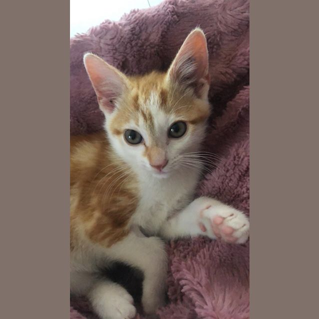 Photo of Jude(now Colin)