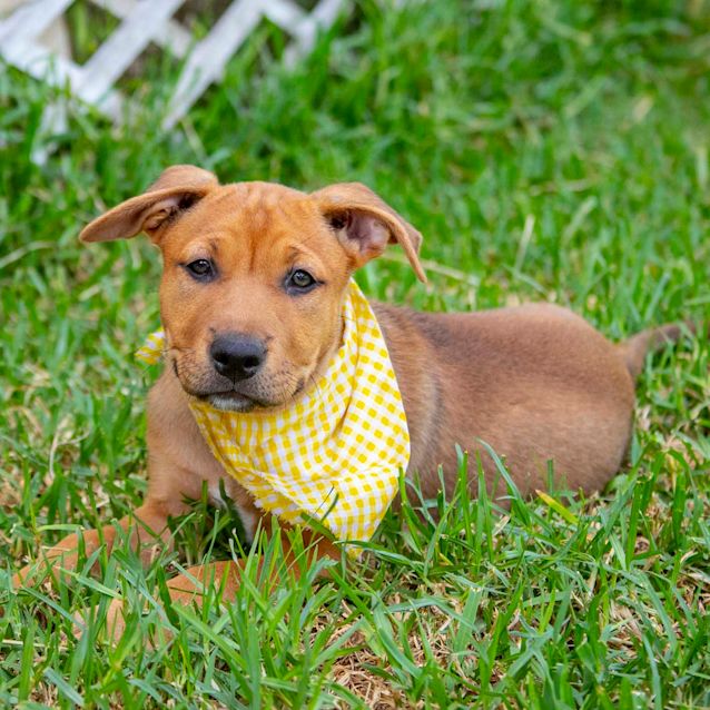 Photo of Montanna ~ Mastiffx Ridgeback Pup (On Trial 14/3/20