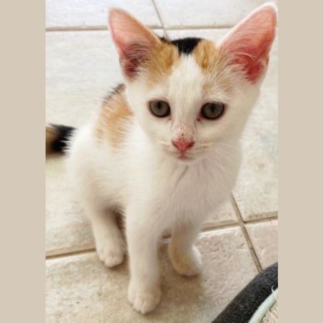 Photo of Gypsy