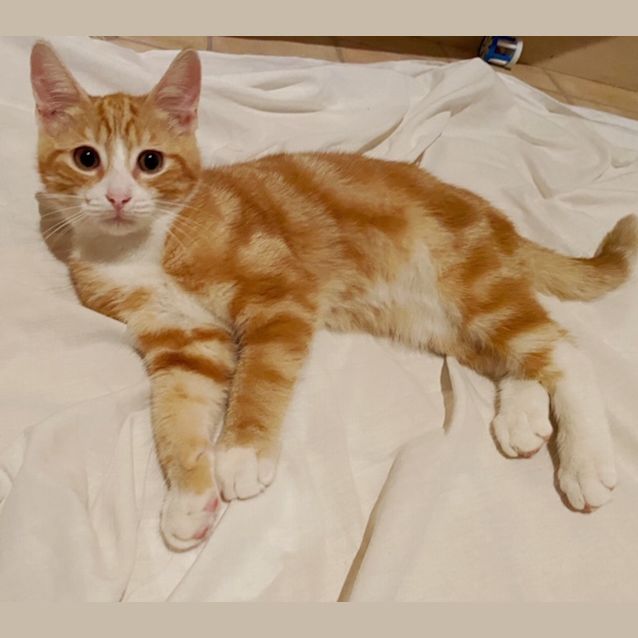 Photo of Archie