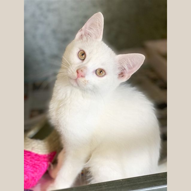 Photo of Nimbus