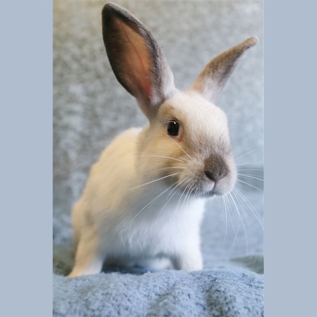 Photo of Ben (Must Be Adopted With Bob)