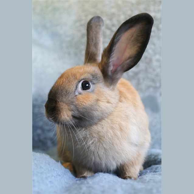 Photo of Bob (Must Be Adopted With Ben)
