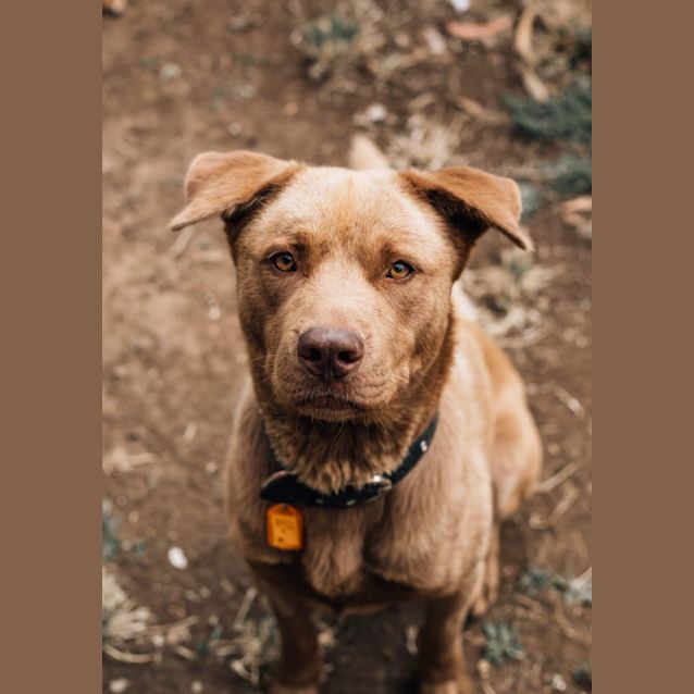 Photo of Buddy 