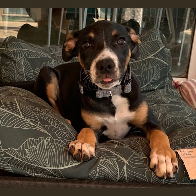Photo of Dexter