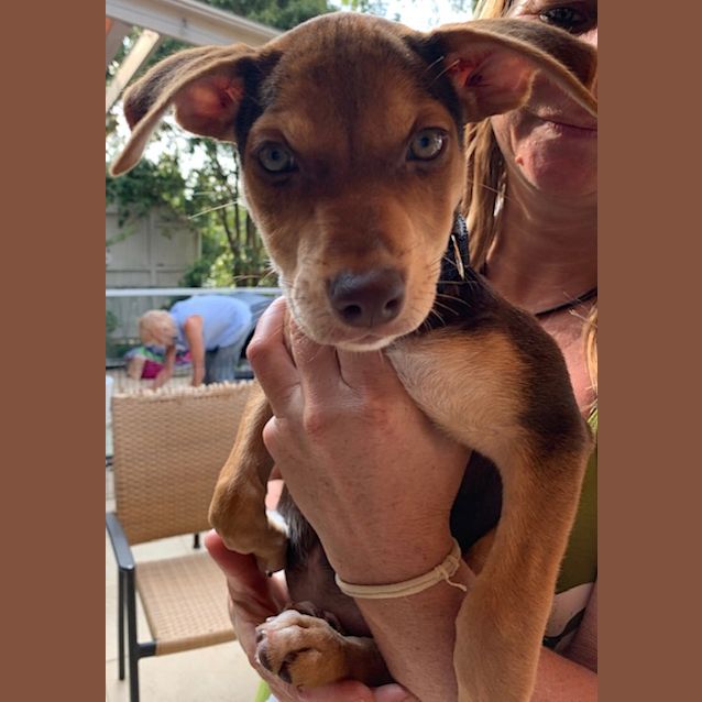 Photo of Dixie