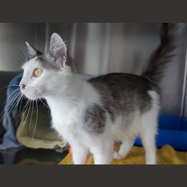 Photo of Paisley