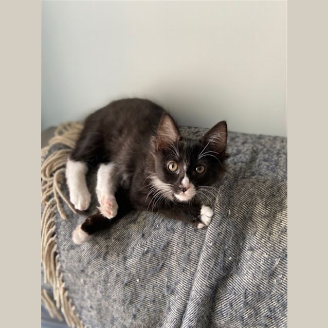 Photo of Winnie(now Cleo)