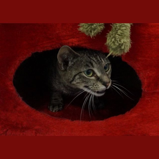 Photo of Tilly