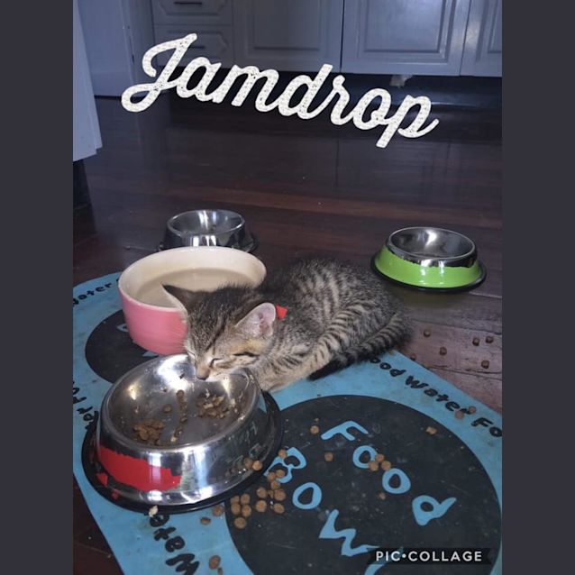 Photo of Jamdrop