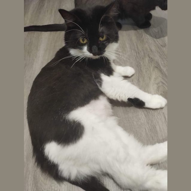 Photo of Little Miss (Assisted Rehome) 🌹