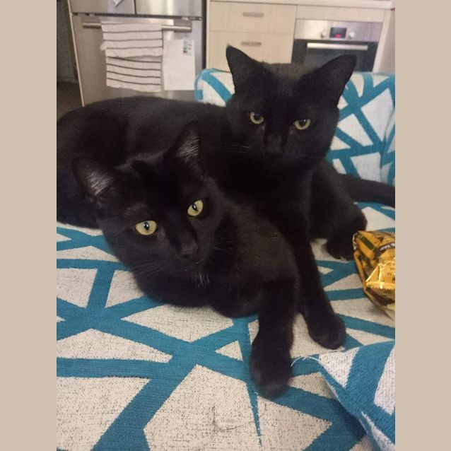 Photo of Champ & Buddy (Assisted Rehome) 💙💙