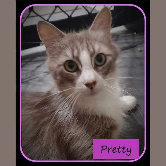 Photo of Pretty