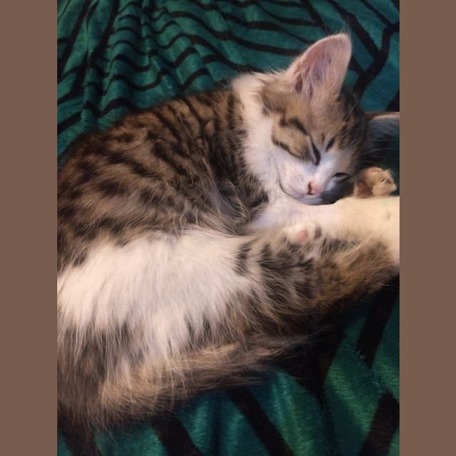 Photo of Dumbledore