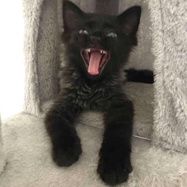 Photo of Ember The Adorable