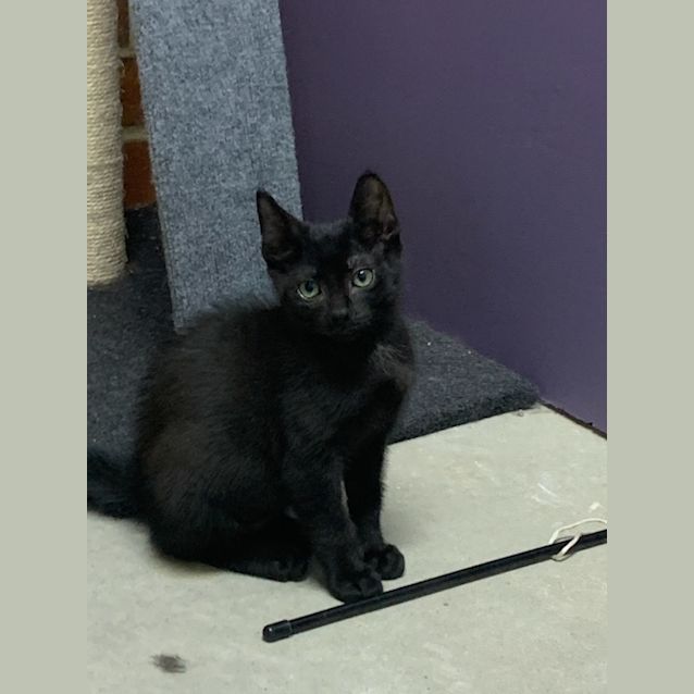 Photo of Candy And Cane