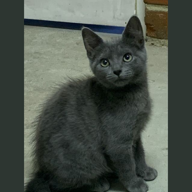Photo of Cookie