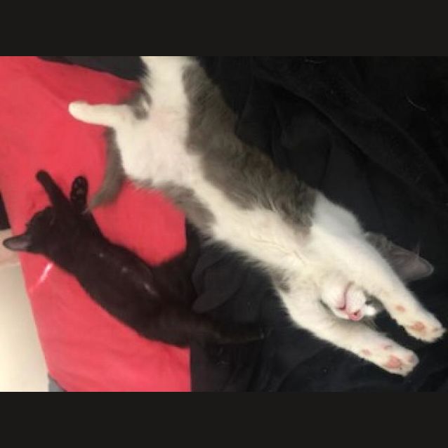 Photo of Vinnie
