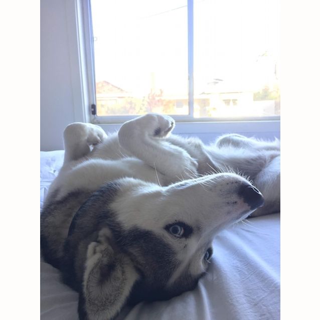 Photo of Nala