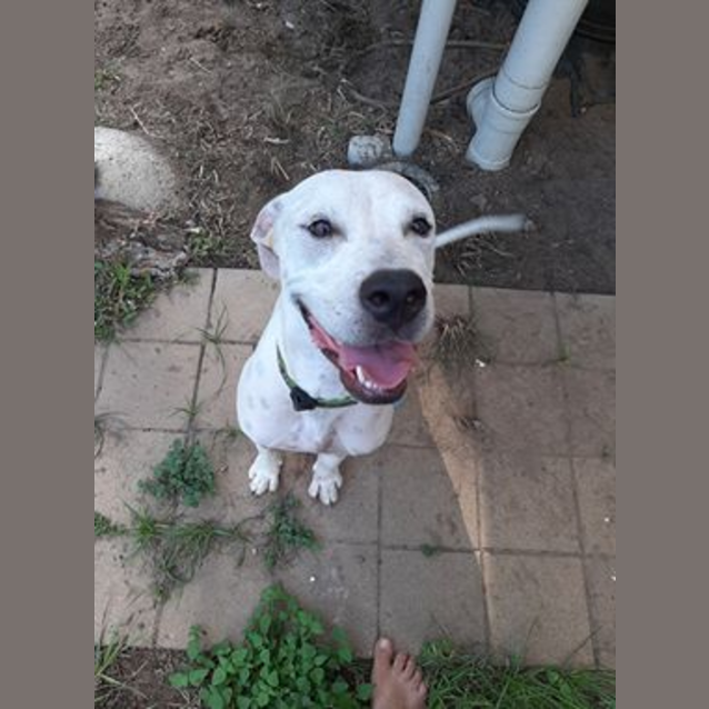 Photo of Tyson