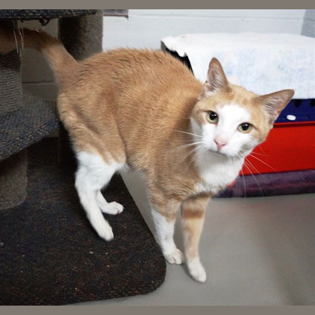 Photo of Cecil