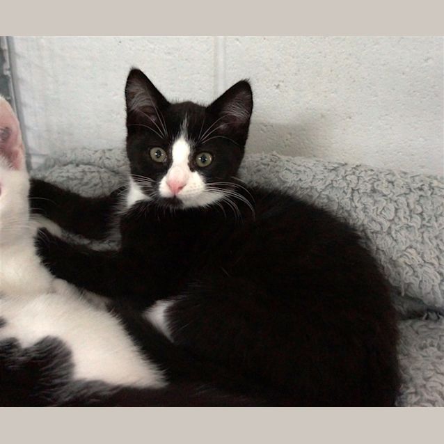 Photo of Zorro