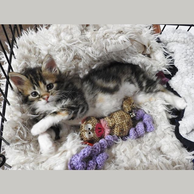 Photo of Bridgestone