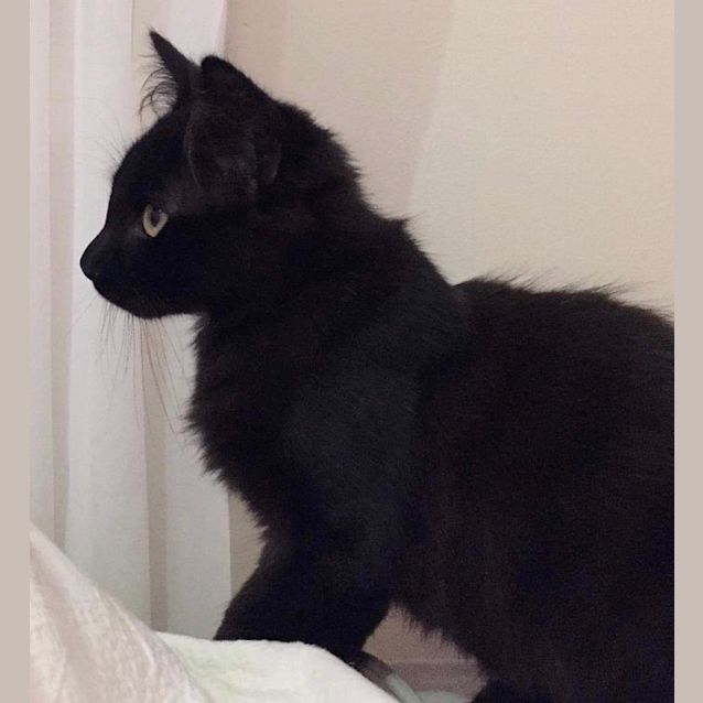 Photo of Binx