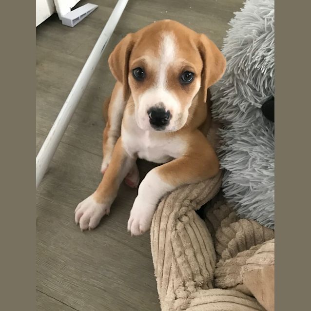 Photo of Pumpkin 
