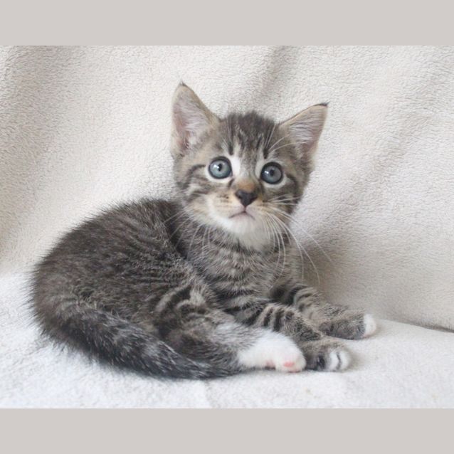 Photo of Gambit 