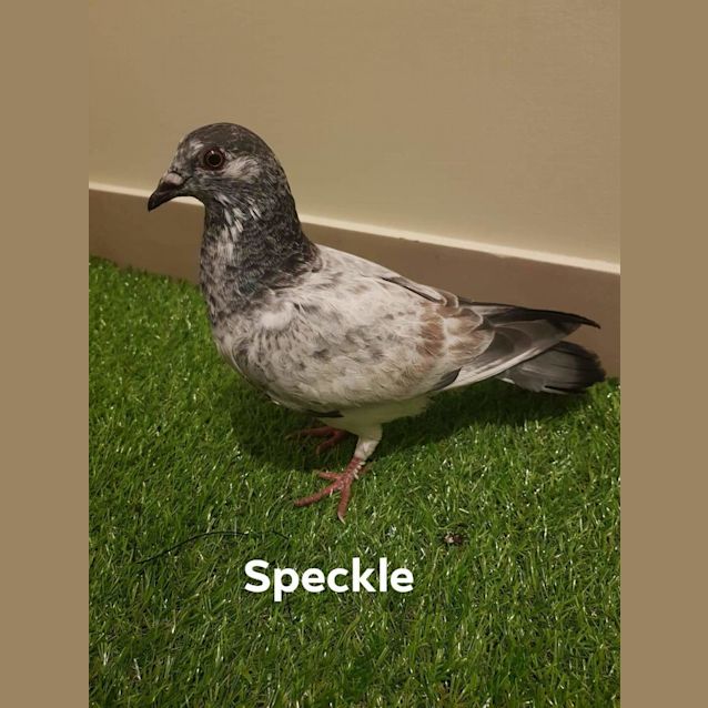 Photo of Speckle