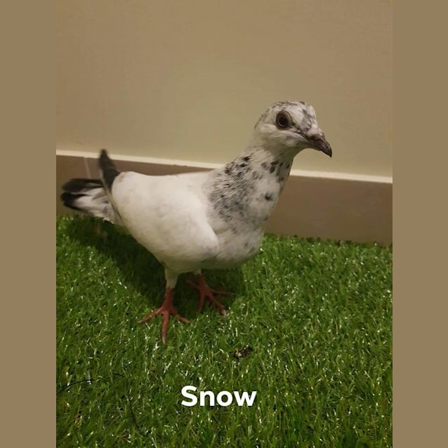 Photo of Snow