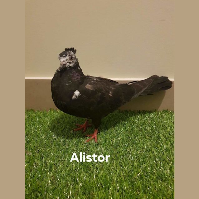 Photo of Alastor