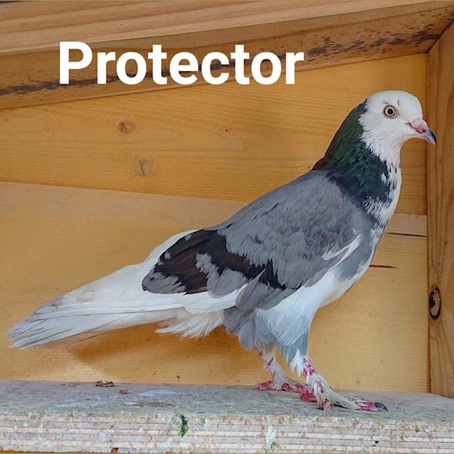 Photo of Protector
